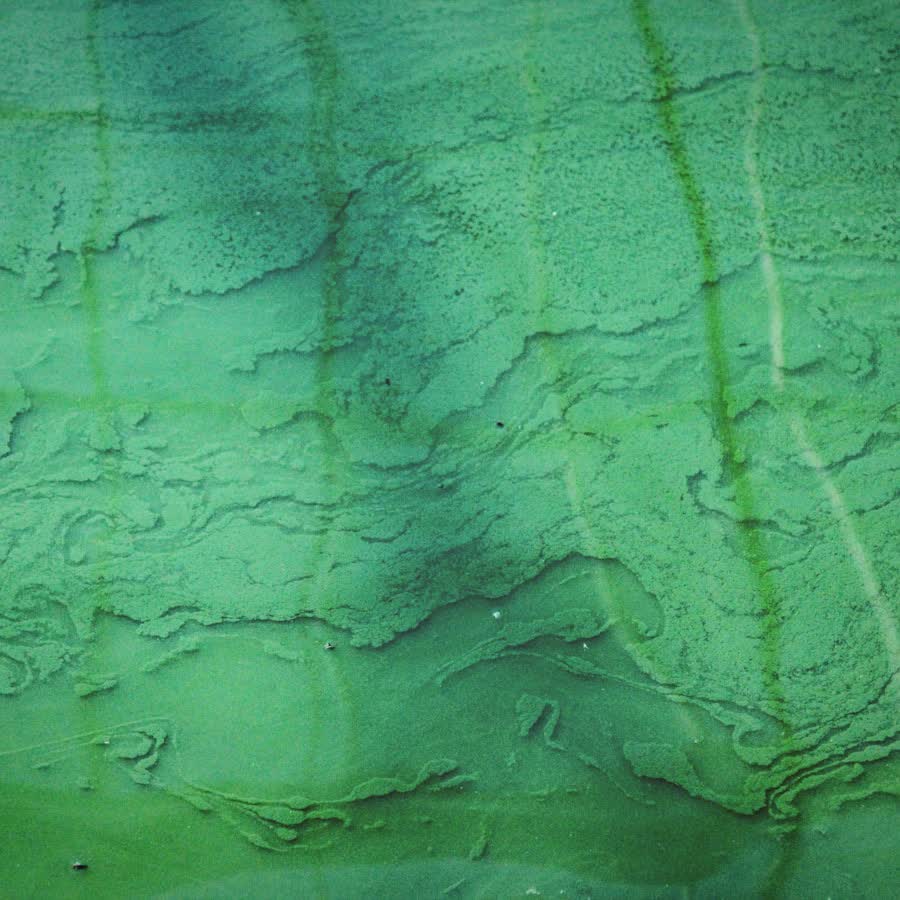 Alberca con agua verde por alga antes del tratamiento